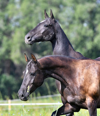 Two black akhal teke breed horses running in the field side by side. Animal portrait.