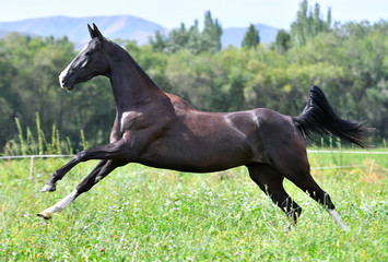 Black purebred akhal teke breed horse running in gallop free in the field. Animal in motion.