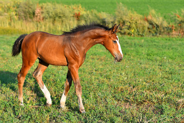 Obraz premium Bay foal with white legs walking in the field.