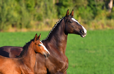 Dark bay mare with blaze and plated mane running with her foal in the green field. Animal portrait.