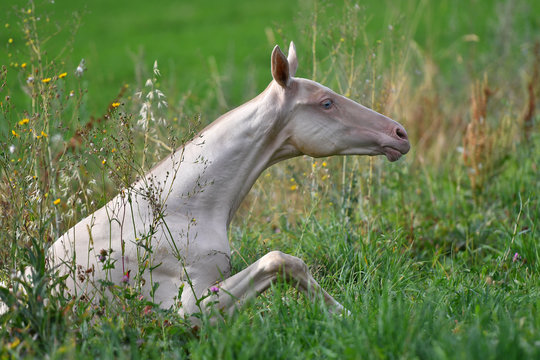 Cremello akhal teke breed foal is trying to stand up in the green meadow. Animal portrait.