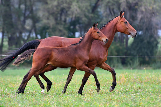 Bay mare with a foal running in trot near each other.