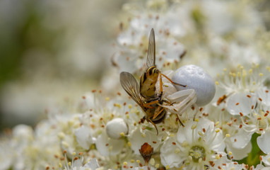 Misumena vatia