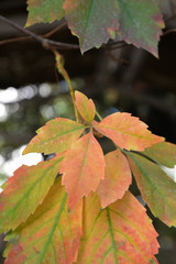 Obraz premium autumn leaves on tree