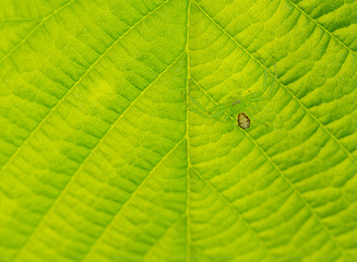 Diaea dosata crab spider