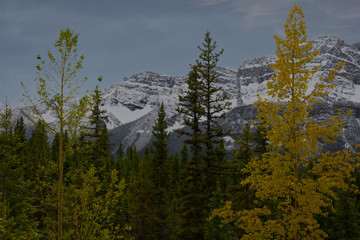 Canadian Rockies_5254