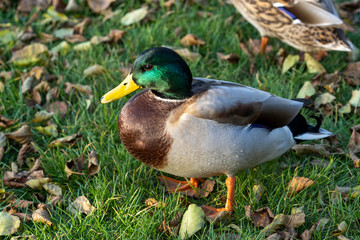 Kaczor kaczki krzyżówki na trawie wśród jesiennych liści.  © zbigniew