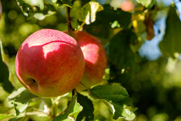 Branch with red apple in autumn, closeup