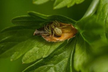 Philodromus sp spider