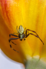 Misumena vatia male