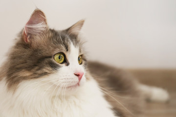 tricolor fluffy Siberian cat isolated on a gray background
