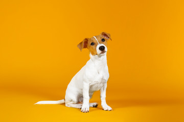 Cute two months old Jack Russel terrier puppy with folded ears. Small adorable doggy with funny fur...