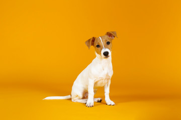 Cute two months old Jack Russel terrier puppy with folded ears. Small adorable doggy with funny fur stains isolated on yellow background. Close up, copy space. - obrazy, fototapety, plakaty
