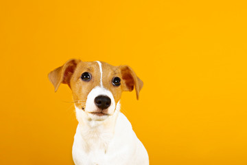 Cute two months old Jack Russel terrier puppy with folded ears. Small adorable doggy with funny fur stains isolated on yellow background. Close up, copy space.