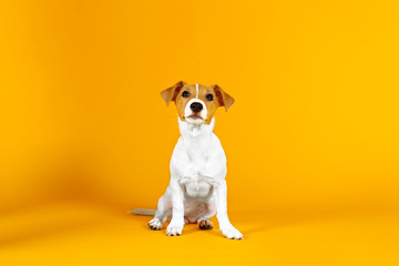 Fototapeta premium Cute two months old Jack Russel terrier puppy with folded ears. Small adorable doggy with funny fur stains isolated on yellow background. Close up, copy space.