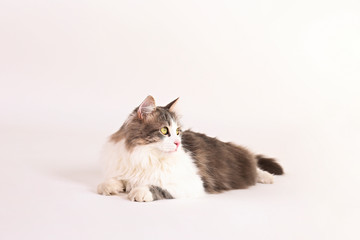 Portrait of cute siberian cat with green eyes isolated on white background. Soft fluffy purebred straight-eared long hair kitty. Copy space, close up. Adorable domestic pet concept.
