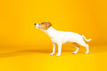 Cute two months old Jack Russel terrier puppy with folded ears. Small adorable doggy with funny fur stains isolated on yellow background. Close up, copy space.
