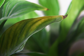 Blurred background of green leaves of a plant.