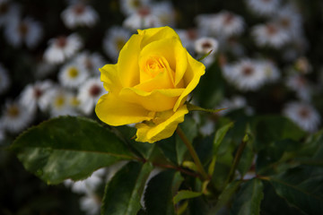 yellow rose in garden