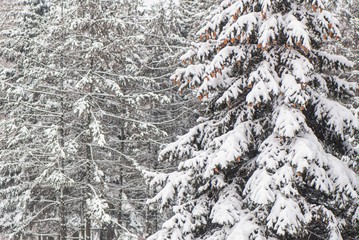 Branches of spruce covered with snow, against the background of trees in a city park.