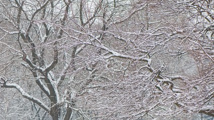 Branches and trunks of deciduous trees covered with snow, against the background of trees in a city park.