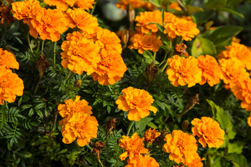 yellow flowers in the garden