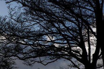 A leafless autumn tree silhouetted against the sky