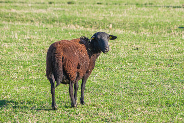 single brown sheep on dry green pasture