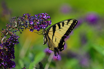 Fototapeta na wymiar Yellow swallowtail butterfly hangs from purple wildflowers