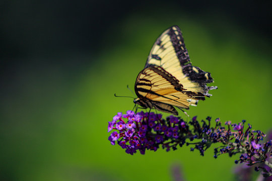 Yellow swallowtail butterfly sits atop purple wildflowers