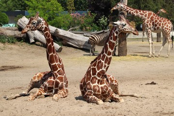 Giraffes in zoo - obrazy, fototapety, plakaty
