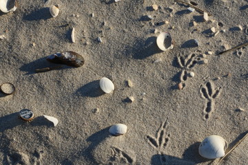 bird tracks in the sand on the beach with shells