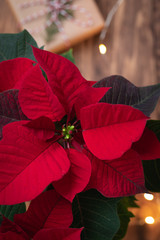 Christmas mystic Red Poinsettia macro on wooden background with sparkling garland