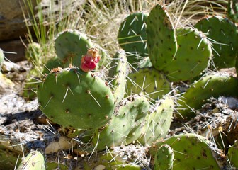 prickly pear cactus nopal in california