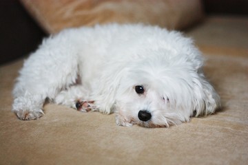 White dog Maltese sleep on brown sofa