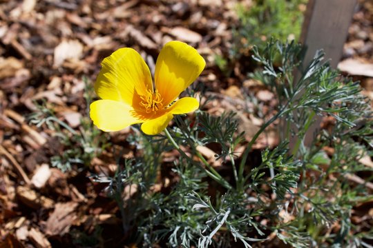 yellow flowers in garden california poppies