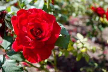 bright red rose in garden