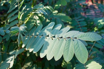  plant growing new leaf oval leaves new growth