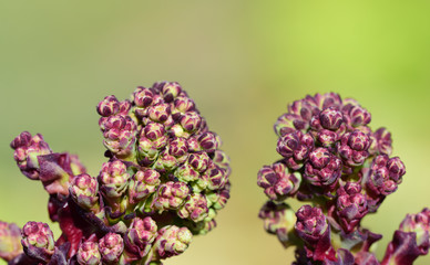 Close-up of small flowers and buds of a lilac lettuce plant against a light green background with open space in summer