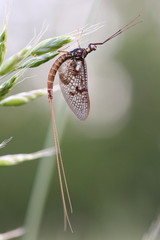 Eintagsfliege © Mipa Photo