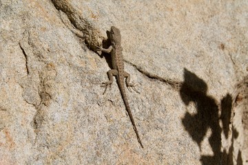 brown small lizard on rock