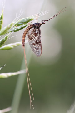 Eintagsfliege