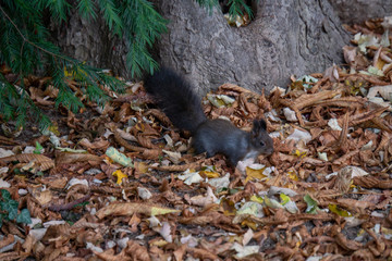 Naklejka na ściany i meble Eichhörnchen sucht nach Essen im Laub