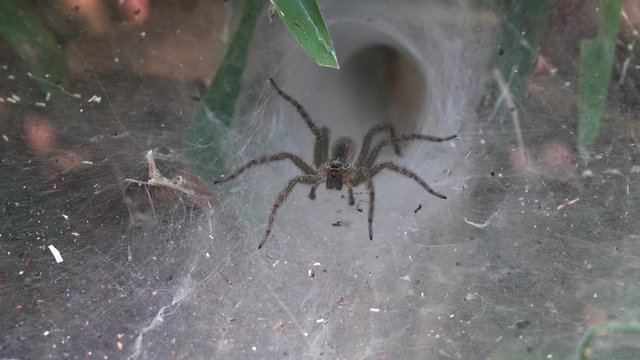 funnel web spider guarding nest in thailand, 4k