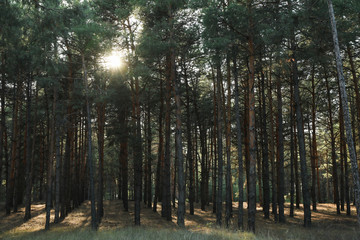 Sun peeks out of the pines. Beautiful pine forest