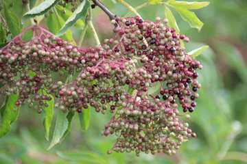 Obraz premium Some ripe elderberries on a twig