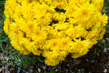 Small yellow flower in garden Chrysanthemum indicum L, Garden in Central America, Guatemala, outdoor natural light