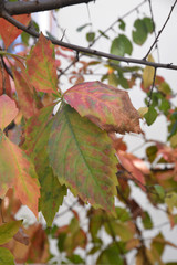 autumn leaves on tree