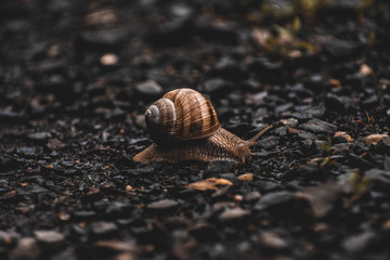 Snail on black and wet gravel