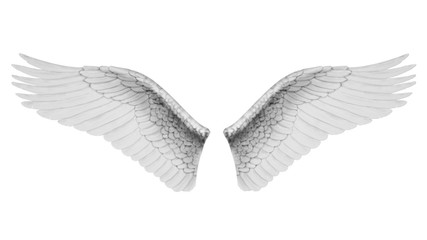 White wings isolated on white background, 3D rendering